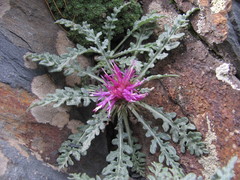 Jurinea filicifolia