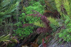 Osmitopsis osmitoides