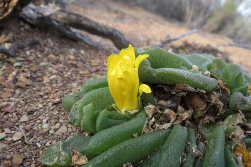 Glottiphyllum nelii (Glottiphyllum nelii)