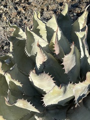 Agave vizcainoensis
