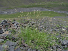 Festuca caucasica