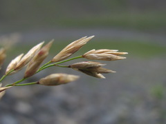 Festuca caucasica