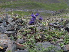 Delphinium caucasicum