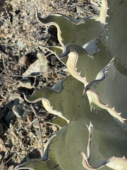 Agave vizcainoensis
