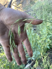 Bromus richardsonii