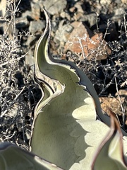 Agave vizcainoensis