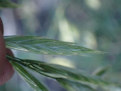Bromus richardsonii