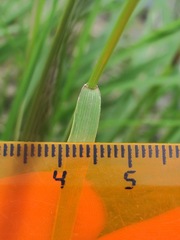 Festuca caucasica