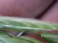 Bromus richardsonii