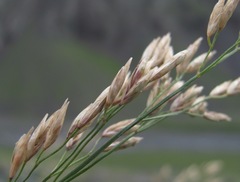 Festuca caucasica