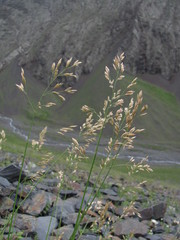 Festuca caucasica