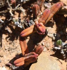 Crassula pyramidalis