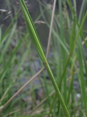 Festuca caucasica