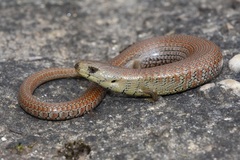 Cyclodomorphus michaeli