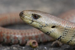 Cyclodomorphus michaeli