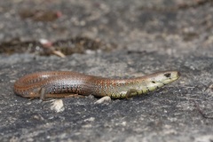 Cyclodomorphus michaeli