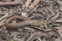 Cyclodomorphus michaeli