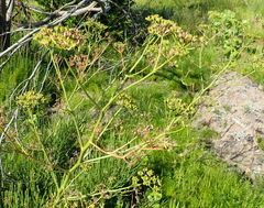 Anginon difforme