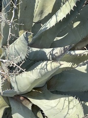 Agave vizcainoensis