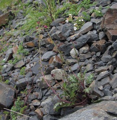 Scrophularia olympica