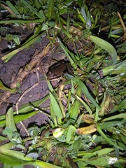 Ptychadena neumanni