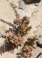 Mesembryanthemoideae