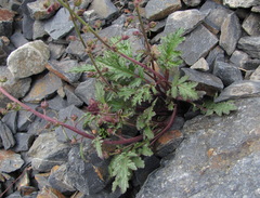 Scrophularia olympica