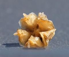 Mesembryanthemoideae