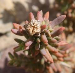 Mesembryanthemoideae