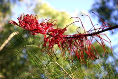 Grevillea dryandri