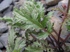 Scrophularia olympica