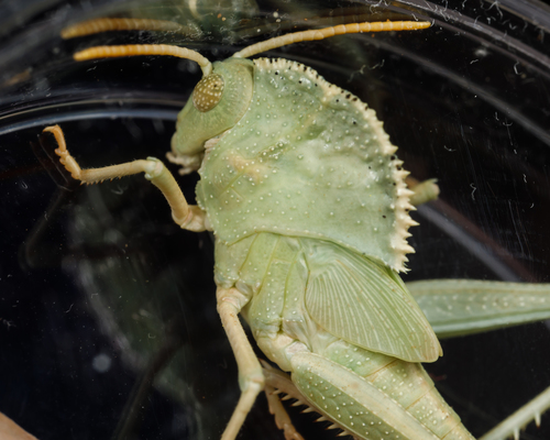 Dinosaur Grasshopper