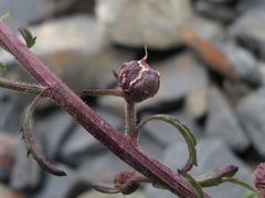 Scrophularia olympica