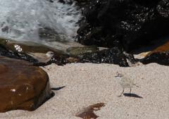 Charadrius marginatus marginatus