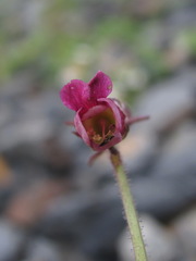 Scrophularia olympica