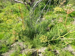 Anginon difforme