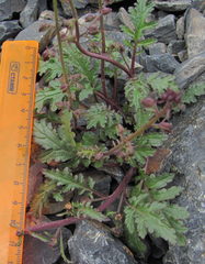 Scrophularia olympica