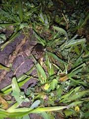 Ptychadena neumanni
