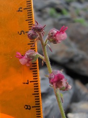 Scrophularia olympica