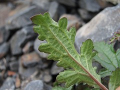 Scrophularia olympica