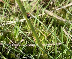 Dicranolaius bellulus