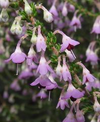 Erica newdigatei