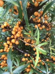 Hippophae rhamnoides