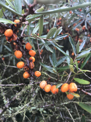Hippophae rhamnoides