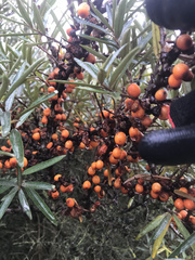 Hippophae rhamnoides