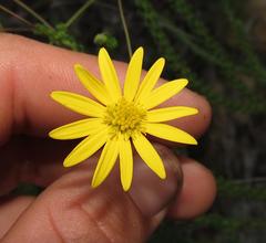 Euryops munitus