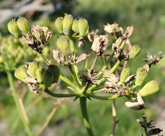 Anginon difforme
