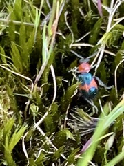 Dicranolaius bellulus