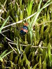 Dicranolaius bellulus