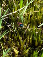 Dicranolaius bellulus